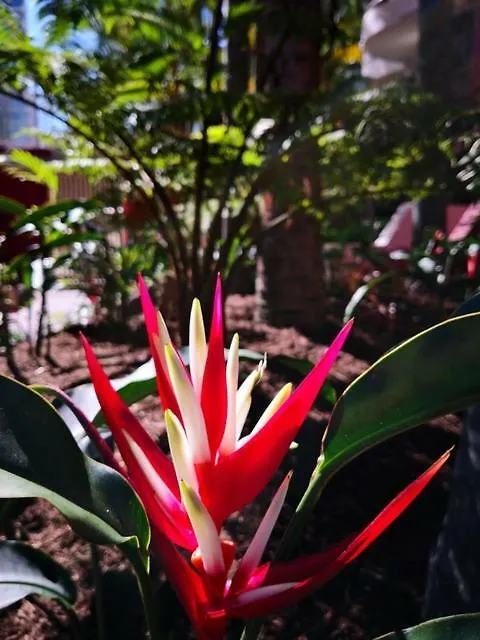Enderley Gardens Resort Gold Coast Aparthotel